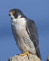 Name:  Falcon Picture.jpg
Views: 825
Size:  8.6 KB