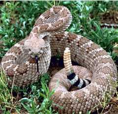 Name:  rattlesnake.jpg
Views: 1073
Size:  28.1 KB